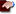but_service_order